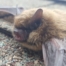 Humane Bat Removal 1
