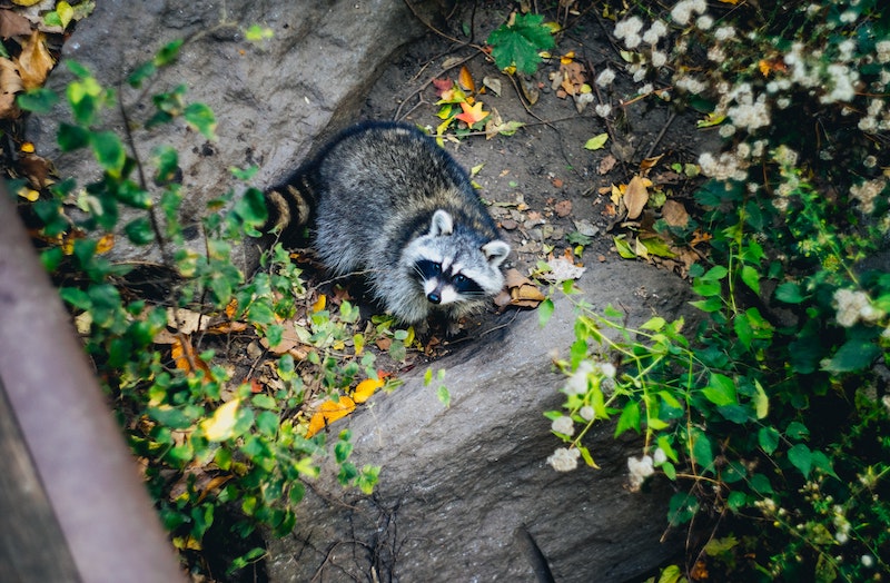 Raccoon Removal 2