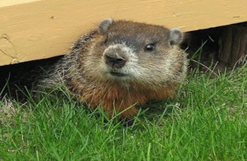 Woodchuck Removal 2
